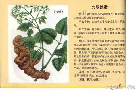 独活功效与作用解析:祛风除湿_通痹止痛的临床应用价值