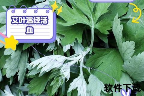 艾叶疗法治疗妇科炎症_外用功效与中医调理方案解析