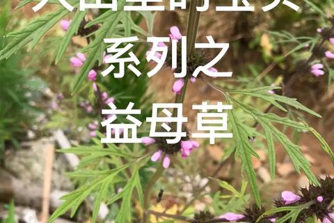 益母草调经指南:血瘀型月经不调适用与禁忌解析 益母草调经指南:血瘀型月经不调适用与禁忌解析