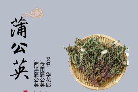 蒲公英的天然功效解析：清热解毒_利尿消肿与美容保健作用