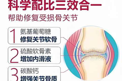 软骨素功效与作用详解：关节修复与保养的关键成分