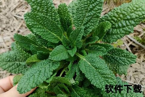 蛤蟆草的功效与作用解析-天然草药的健康益处及药用价值