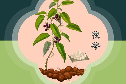 云苓功效与作用全解析：健脾祛湿_安神助眠及免疫调节