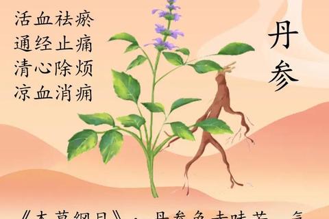 丹参功效与作用解析：活血化瘀_心血管保护及临床应用价值