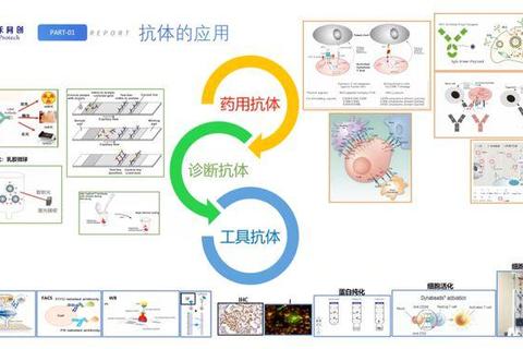 妇科联合用药策略优化与多药协同机制研究探讨
