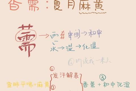 香薷功效解析：解表化湿_利水消肿及夏季应用价值
