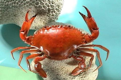 甲壳质生物活性解析:天然高分子的多重功效与应用领域