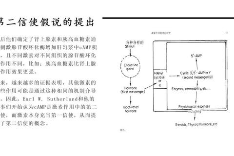 激素作用机制与调控效应：生命活动的化学信使解析