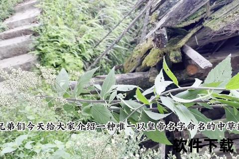 刘寄奴：活血止痛与消肿散瘀的草药功效详解