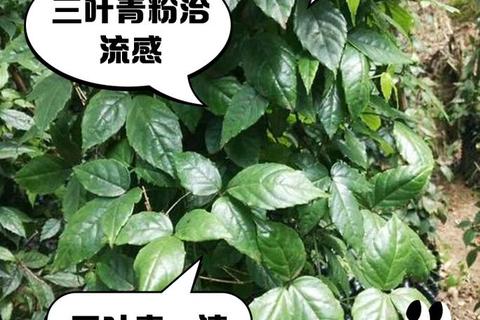 丹黄祛瘀胶囊作用功效解析：活血化瘀_消肿止痛机制与临床应用