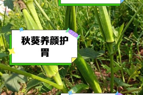 黄秋葵的功效与作用_揭秘其健康益处与营养价值