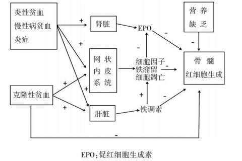 维生素B12治疗贫血与神经病变的作用机制及临床适应症分析