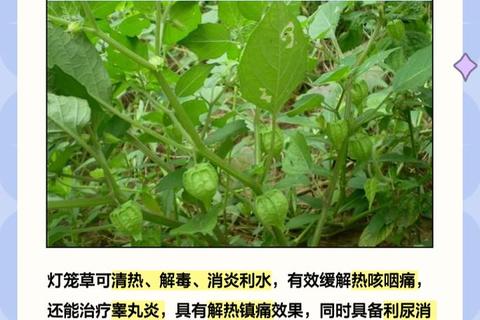灯笼草功效与作用解析：清热解毒_止咳化痰的天然草药良方