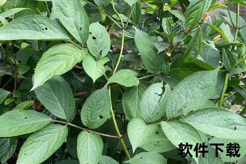 接骨木抗病毒_抗氧化_增强免疫——全面解析健康功效与作用