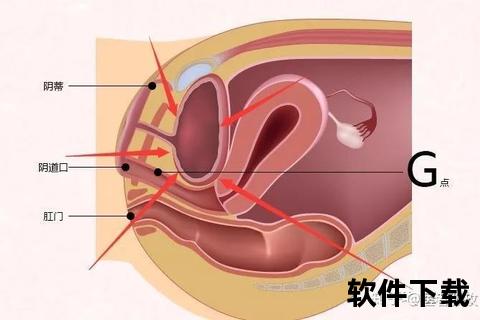 女性G点在哪里_前壁3-5厘米精准定位图解