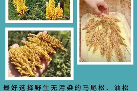 松花粉天然保健功效解析：营养构成与健康作用探析