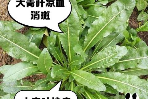 大青叶功效解析：清热解毒_抗病毒作用及药用价值探讨