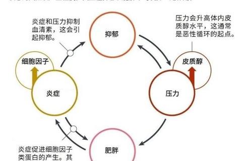 月经不调与肥胖：互为因果的恶性循环解析