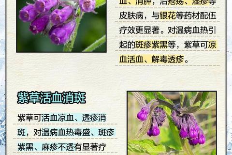 紫草功效全解析：消炎修复与抗氧化作用及健康应用