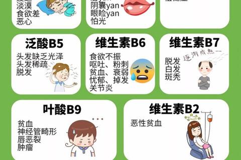 维生素B族核心功效解析：能量代谢与神经系统健康关键