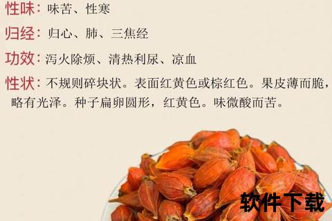 焦栀子功效与作用解析：清热凉血_解毒退黄及临床应用