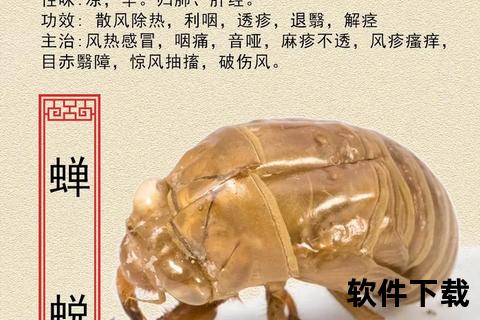 蝉蜕的药用功效解析：传统应用与现代作用机制探讨