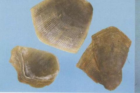 穿山甲功效与作用解析：传统药用价值及现代应用探秘