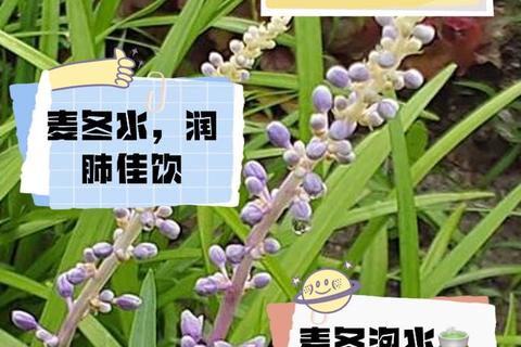 麦冬功效与作用解析：滋阴润肺_清心除烦的草本良药