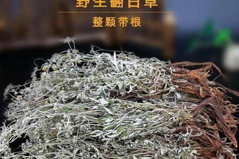 翻白草的功效与作用：清热解毒-药用价值及保健应用解析