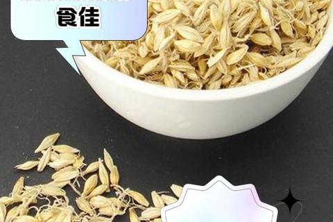 生麦芽功效与作用解析：健胃消食_疏肝理气_回乳抗氧化