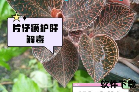 片仔癀妇科临床应用解析_从炎症治疗到创新药研发突破