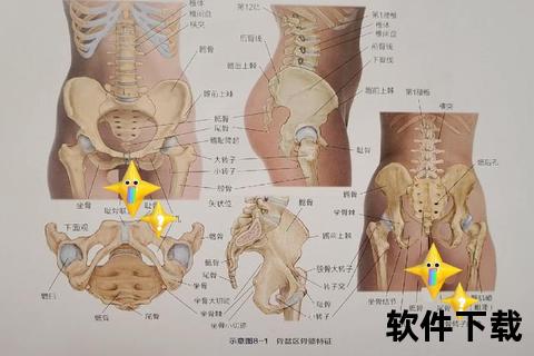 盆腔位置解析-人体解剖结构及健康知识详解