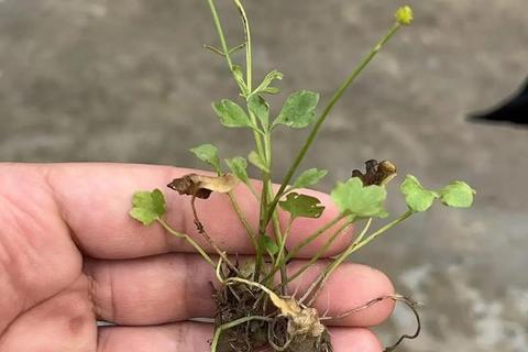 猫爪草的功效与作用解析-药用价值及健康应用指南