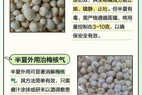 法半夏功效与作用详解：燥湿化痰及脾胃调理临床应用