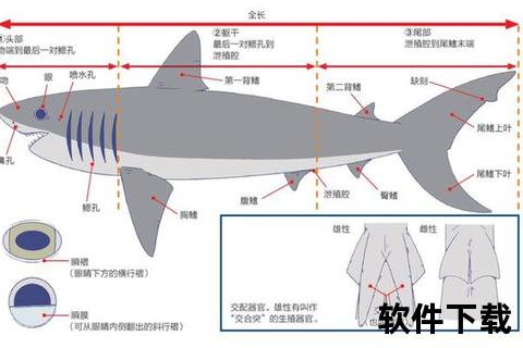 鲨鱼素:生物活性解析及其在健康领域的应用潜力探索 鲨鱼素:生物活性解析及其在健康领域的应用潜力探索