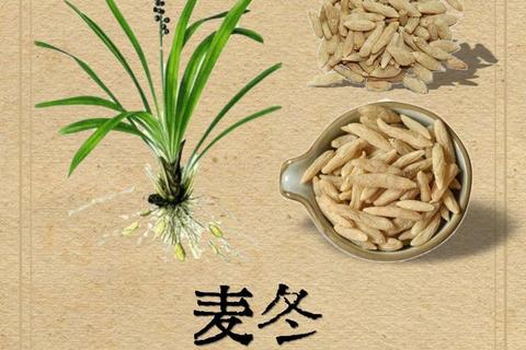 麦冬核心功效解析：滋阴润肺与免疫调节双重作用