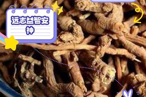 远志功效与作用解析-传统草药在现代医学的应用价值