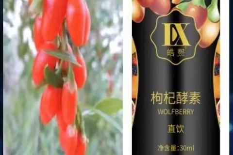 蒲公英酵素作用解析_天然成分的保健功效与科学机制探秘