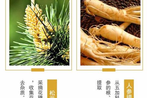抗疲劳_增强免疫_松花参宝片三重健康守护