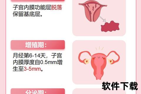 月经期子宫内膜厚度解析:正常范围与周期变化 月经期子宫内膜厚度解析:正常范围与周期变化