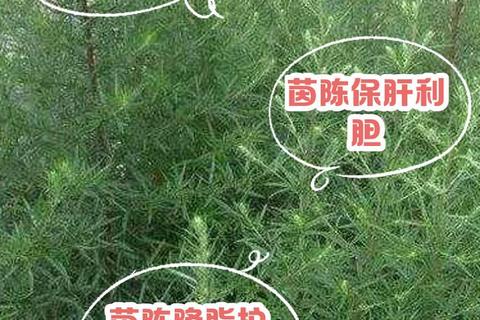 茵陈的功效与作用解析：清热解毒_利胆退黄的中药应用