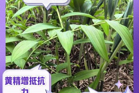 黄精功效与作用解析：补气健脾_润肺养阴及健康应用
