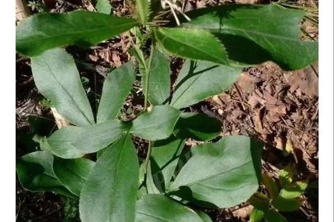 苍术的功效与作用解析_健脾祛湿-抗炎抗菌及中医临床应用