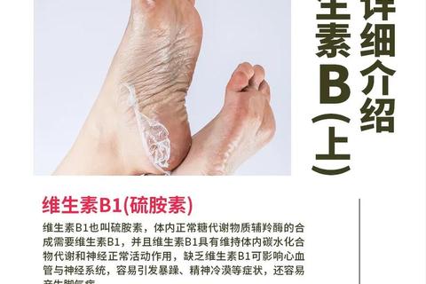 复合维生素B作用解析：健康代谢与神经功能维护的关键要素