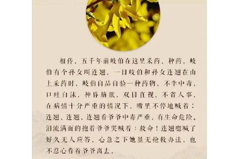 连翘的五大功效解析：清热解毒_抗菌抗炎及药用价值详解