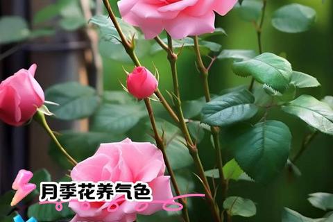 月季花的十大功效与作用：美容养颜_活血调经_药用价值解析