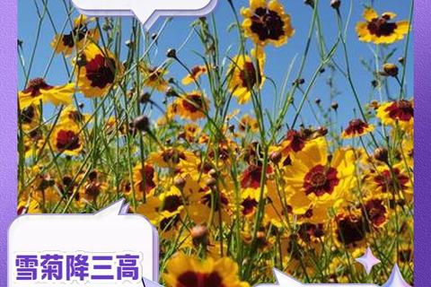 雪菊的十大健康功效解析：抗氧化_降血压与养生作用