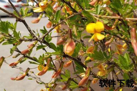 金雀花：健脾补肾_活血祛风与天然疗愈之宝