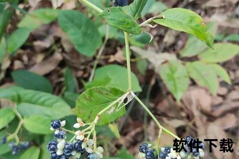 火炭母草功效解析：清热解毒与利湿止痒的草本良药