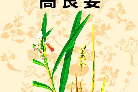 高良姜功效与作用详解：温胃散寒_缓解疼痛及促进消化功效